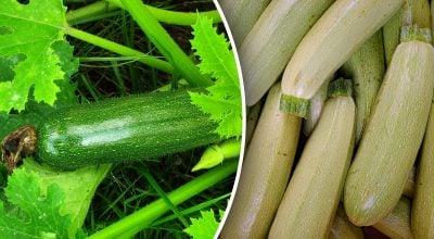 Виснаження ґрунту та спільні шкідники: основні вороги кабачків на ділянці