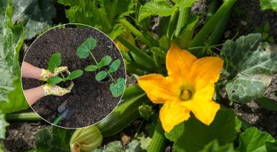 Как увеличить урожайность кабачков в несколько раз: секреты подкормки и ухода