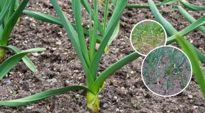 Жовте пір’я часнику та цибулі знову позеленіє за два дні: чим достатньо полити