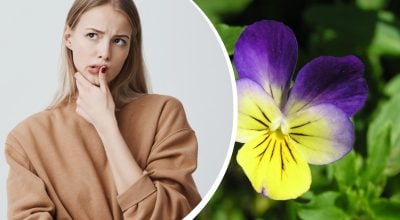 Ніякі не 'анютині глазки ': як українською правильно назвати ці квіти