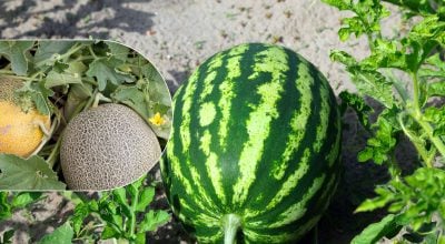 Арбузы и дыни