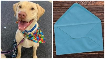 собака, лист