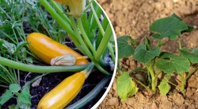 Коли садити кабачки у відкритий ґрунт 2026 року: точні дати для рекордного врожаю