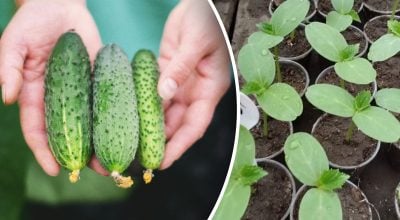 Чи варто вирощувати розсаду огірків
