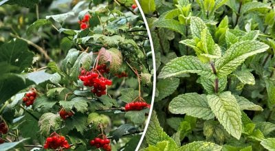 Більше ніж декор: які рослини стають оберегами та магнітами достатку біля дому