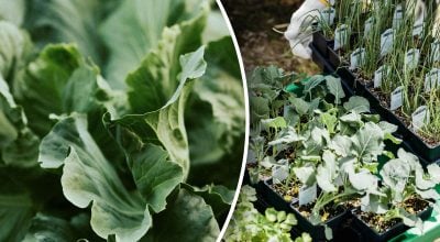 Розсада ранньої капусти