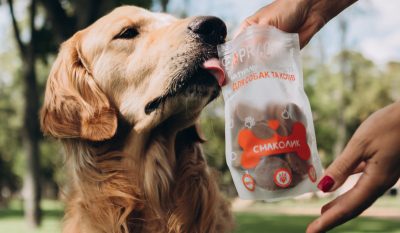 Як захистити собаку та кота від кліщів навесні: методи профілактики та зміцнення імунітету