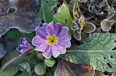 Арктичне повітря суне на Житомирщину: про яку небезпеку попередили синоптики