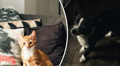 Як прибрати шерсть з одягу