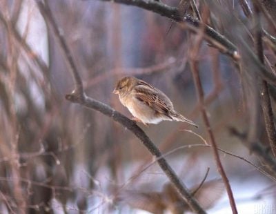 Зима повертається: названо дату нового удару морозів в Черкаській області