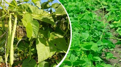 На врожай квасолі годі й сподіватись: які культури категорично не можна садити поруч