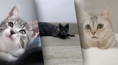 Експерти закликали ніколи не кричати на котів: причина, про яку мало задумуються