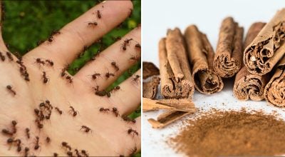 Мурахи зникнуть за один день: дешевий лайфхак, який справді працює