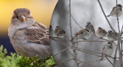 Чому з вулиць міст України зникли горобці: справжня причина, яку ігнорують