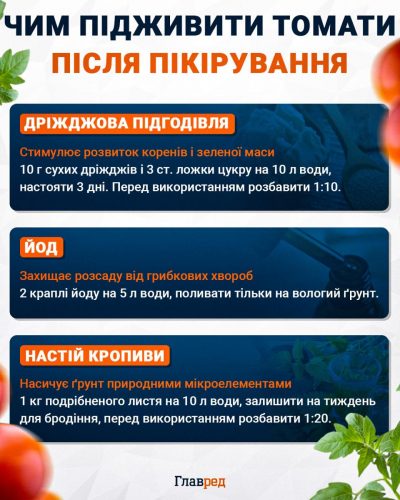 Чим підживити томати після пікірування Чим підживити томати після пікірування