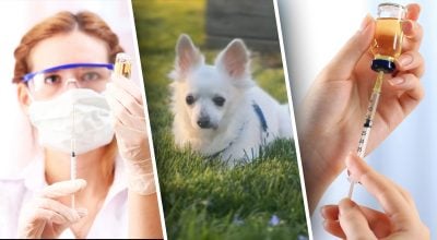 Сім'я вирішила приспати здорову собаку: причина обурила людей