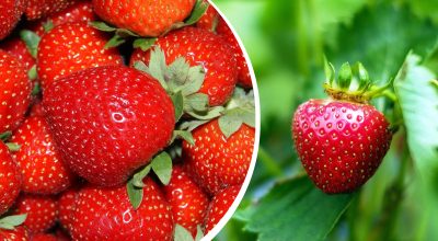 Урожай клубники будет большим и сочным: что нужно сделать до конца апреля