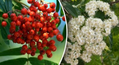 Прикмети про горобину