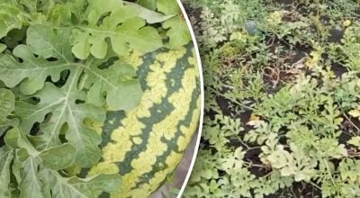 Солодкі та великі: коли найкраще сіяти кавуни у відкритий ґрунт у 2026 році