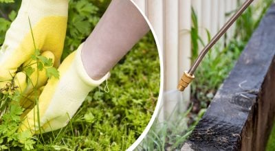 Бур'янів не стане вже на наступний день: чим їх достатньо полити