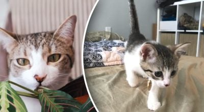 Чому кіт риється у вазоні: як відучити кішку рити землю без криків і покарань