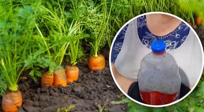 Никакого прореживания до самого урожая: как посеять морковь "ленивым" способом