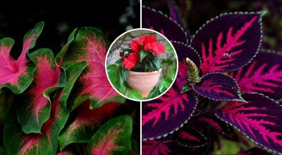 Цветы растут без солнца: назван список лучших однолетников для тени