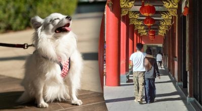 Китайський гороскоп на завтра, 24 квітня: Щурам - суперечки, Собакам - досягнення