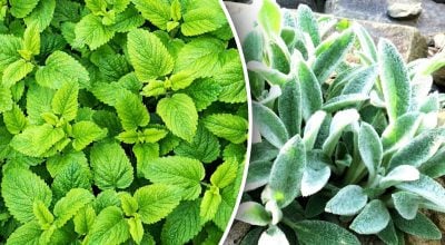 Опасное соседство: какие растения-захватчики вытесняют другие цветы из сада