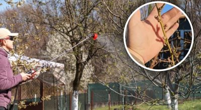 Сад, обробка