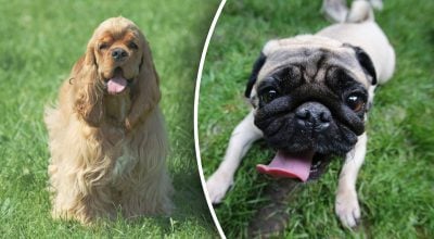 Названі найкращі породи собак: підходять для сім'ї і не вимагають особливого догляду