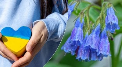 Аж ніяк не "колокольчики": як правильно назвати ці ніжні сині квіти українською