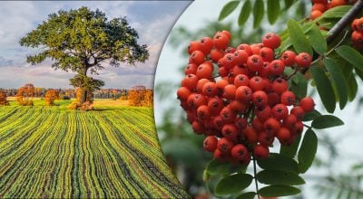 Дерево сили за датою народження: як його визначити і чи можна виростити вдома