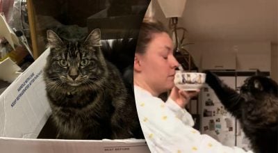 Жінка хотіла з'їсти пластівці з молоком, але їй завадив кіт