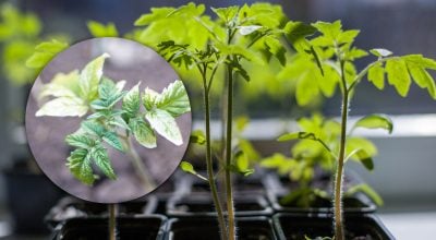 Рассада помидоров побелела после высадки в грунт: как спасти будущий урожай