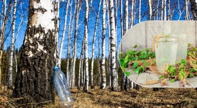 Народный напиток с привкусом обмана: почему в СССР массово подделывали березовый сок