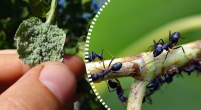 Мурахи і попелиця його не переносять: дієвий засіб проти шкідників на деревах