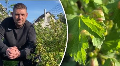 Попелиця на смородині