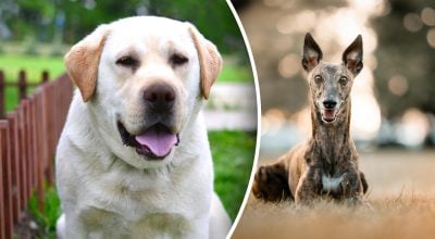 Ветеринар розкрив правду: 3 породи собак, які ідеально підходять для початківців