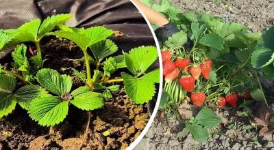 Що зробити з полуницею в квітні, щоб не втратити врожай: знають далеко не всі