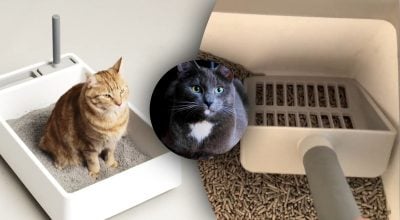 Як ідеально почистити котячий лоток: більшість робить помилку, яка впливає на кота