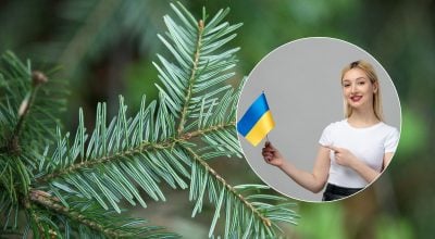 Ніяка не "піхта": як правильно назвати це вічнозелене дерево українською