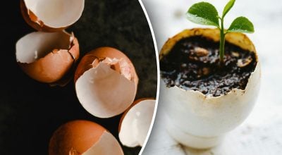 Яєчна шкарлупа для рослин