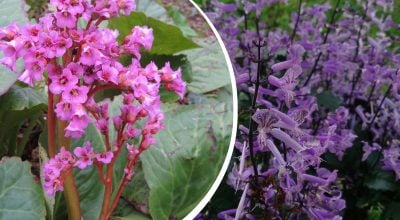 Природно пригнічують бур’яни й прикрашають сад: про які рослини йдеться