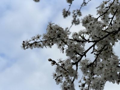 Потепління вривається на Львівщину: коли термометри покажуть +15