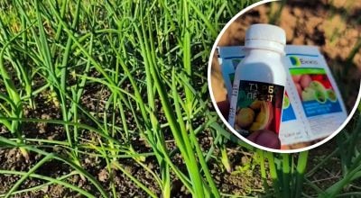 Три обов’язкові процедури для озимої цибулі навесні: як не залишитися без урожаю