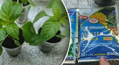 Як підживити розсаду перцю та баклажанів?