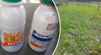 Як назавжди вивести пирій з городу: перевірені методи боротьби