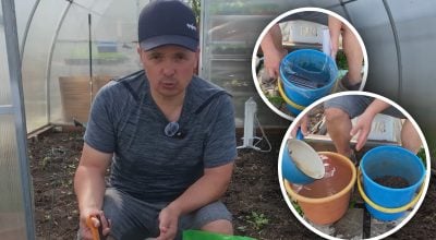 Потужне весняне добриво: садівник розкрив методику, щоб не спалити коріння