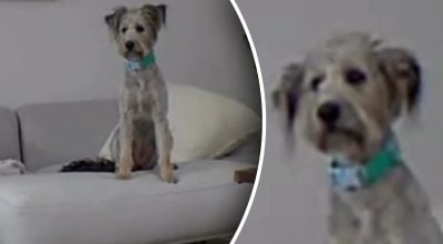 Собаку з притулку вперше залишили саму поза кліткою — її реакція вразила людей